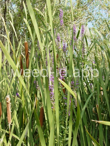 loosestrife, purple